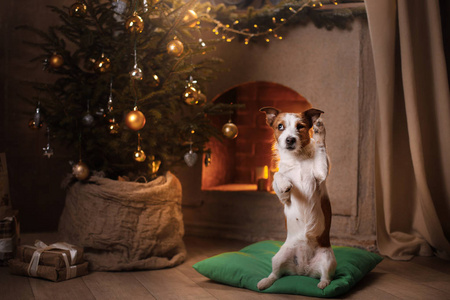 狗杰克罗素梗犬。圣诞季节到 2017 年，新的一年