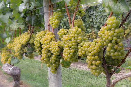 成熟的葡萄葡萄园