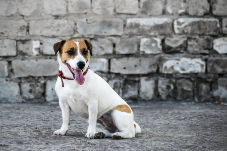 A 狗杰克罗素梗犬坐在古老的灰色砖砌墙的损毁的建筑背景