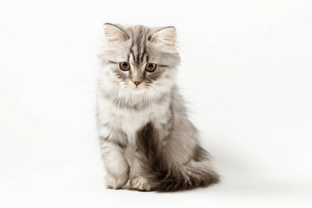 坐在白色背景上的长长的头发小猫