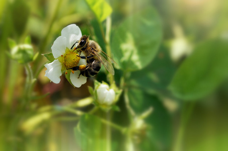 蜂蜜蜂