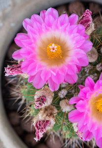 Notocactus Mammulosus 紫色仙人掌花