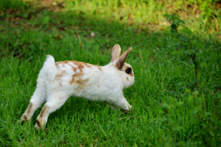 跳跃的夏天草地上的红点的白兔子照片