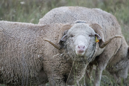 在农村放牧绵羊