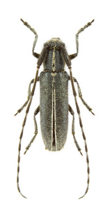 agapanthia cardui 男性