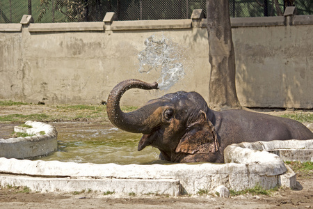 沐浴大象幼仔图片
