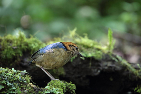 施耐德的皮塔饼 Hydrornis 川西高原光 在 Mt.Kerinci，印度尼西亚苏门答腊岛