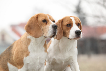 在冬季花园惊人小猎犬