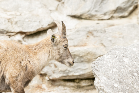 高山 ibex