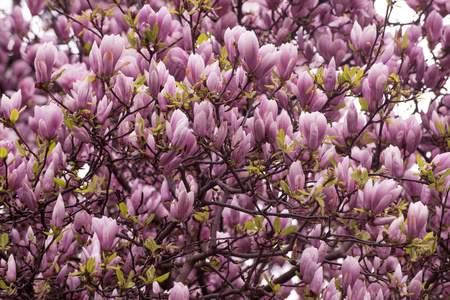 玉兰花与花在春天的树上