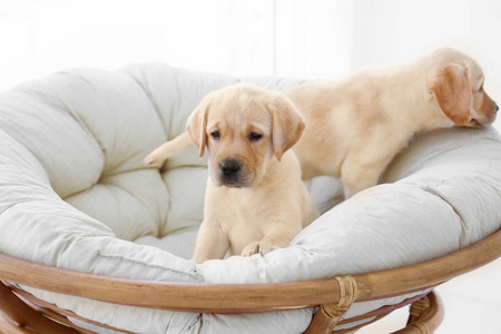 拉布拉多犬幼犬