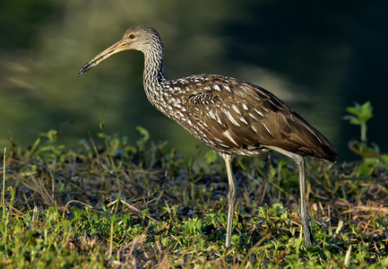 LimpkinAramus Guarauna