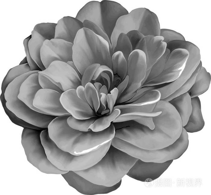 灰色的山茶花