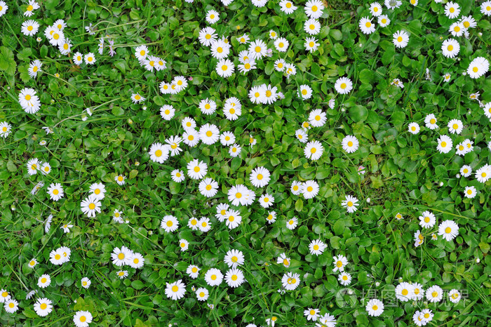 春绿草纹理与花