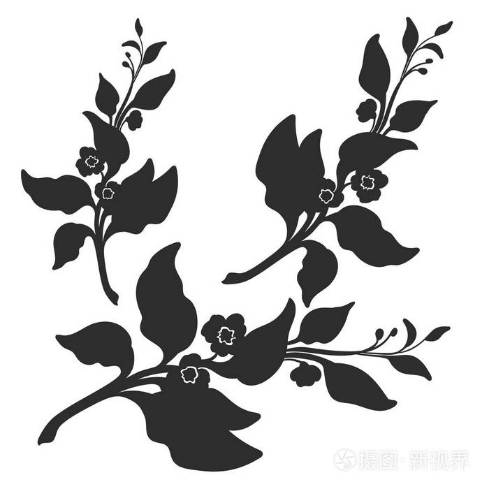 茶树的叶子和花的分支.植物的插图.矢量