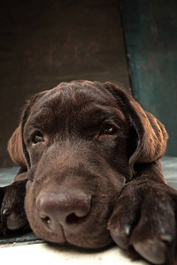 黑色的拉布拉多犬，采取在黑暗背景下的肖像