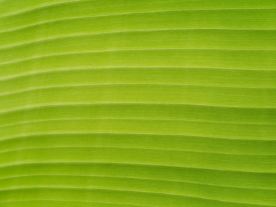 香蕉叶的绿色线背景