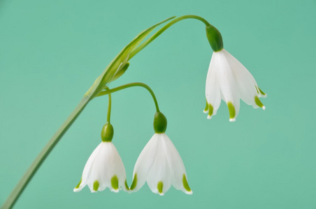 Leucojum 弗纳姆