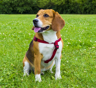 在绿色草地上的犬。特写的小猎犬。比格犬肖像