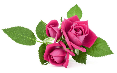 粉红玫瑰鲜花花束