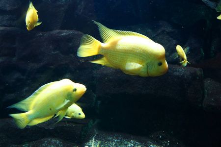 在水族馆中的黄金鱼