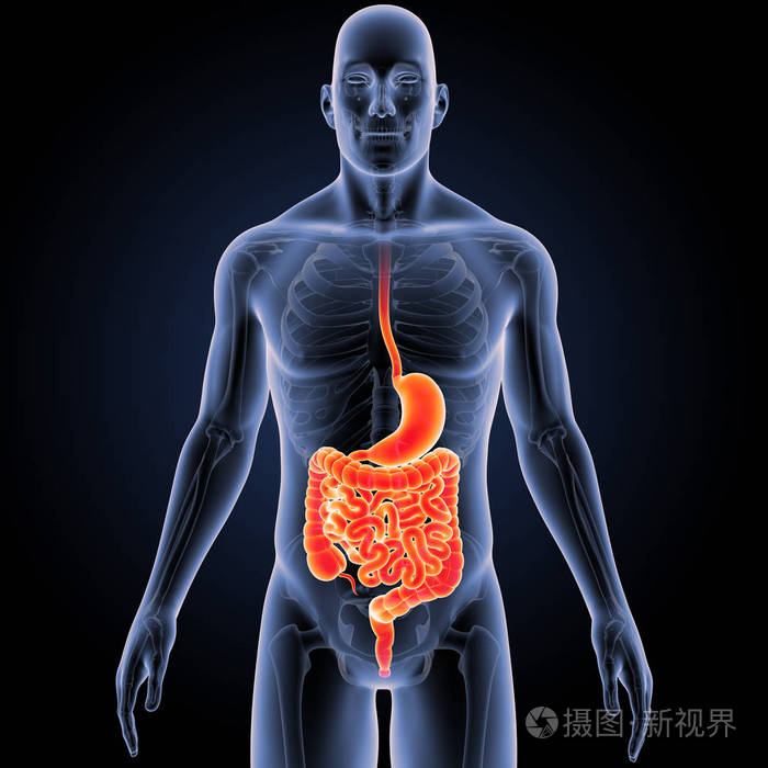 胃和小肠用骨架