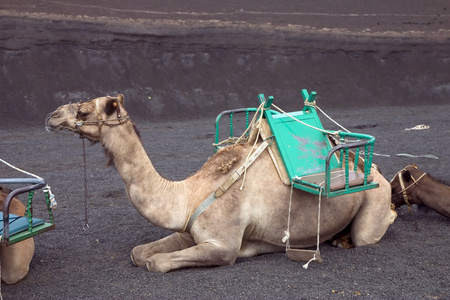 在兰萨罗特岛骆驼