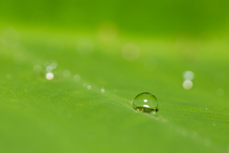 叶与雨水滴