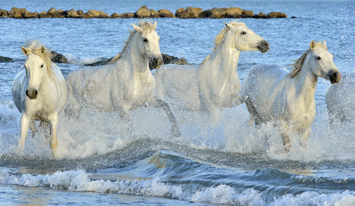 群白色马通过水运行