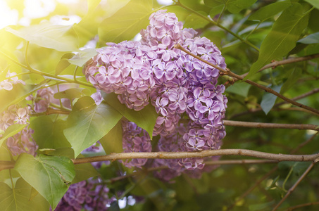 紫丁香鲜花背景