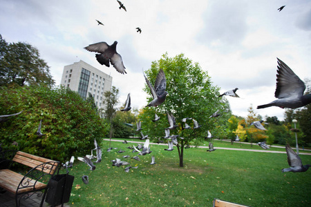 鸽子飞离在城市公园