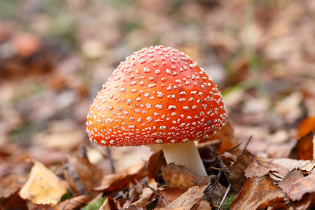 有毒的红色蘑菇
