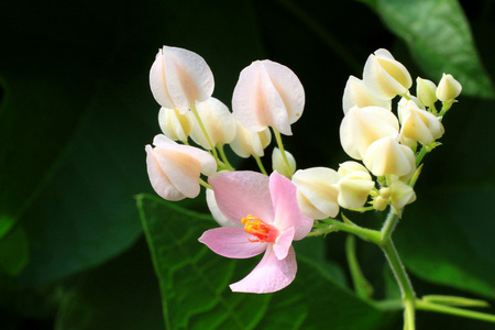 蜜蜂与花园粉红色的花施肥