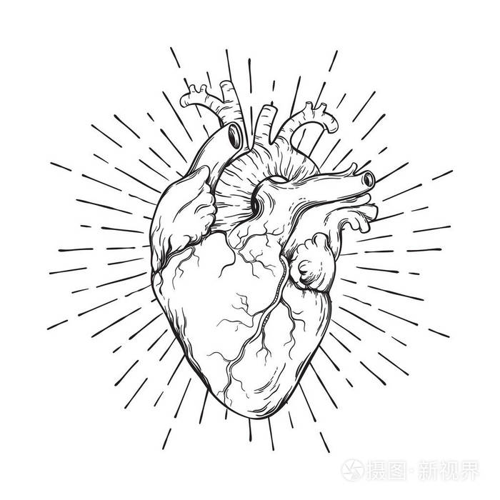 手绘森伯斯特解剖上正确的艺术与人的心脏.闪存纹身或