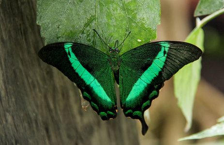 蝴蝶在花特写镜头绿色夏天时间
