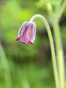 好 pasque 花