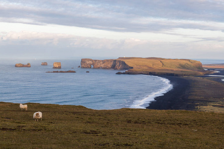 冰岛羊牧场在南部冰岛田园田园乡村的黑色 Kirkjufjara 海滩之上