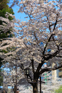 在日本，在东京的樱花