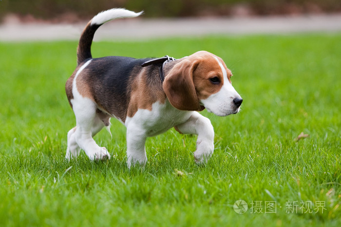在绿色草地上比格犬