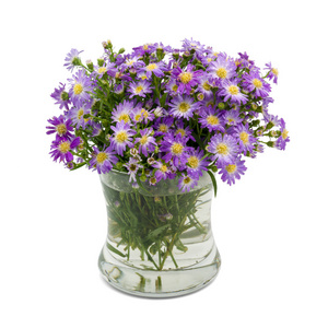 花束紫色菊花插在花瓶里