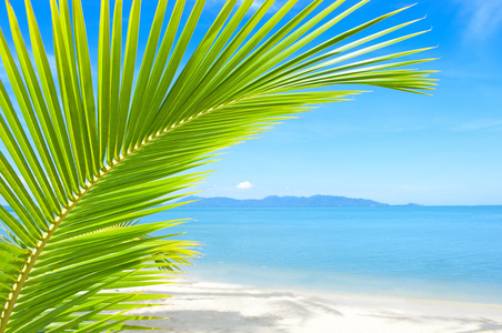 美丽的海滩和棕榈树在沙滩上面