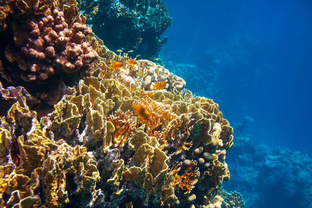 埃及的珊瑚礁