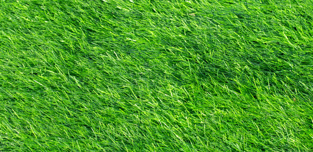 绿色的人工草地为背景