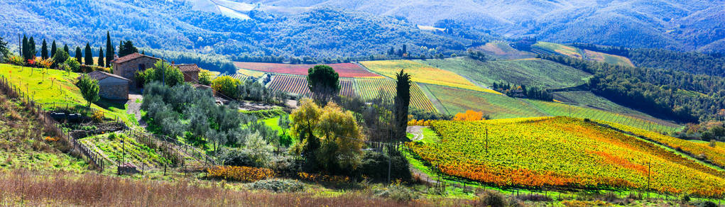 美丽的意大利秋天葡萄园的基安蒂葡萄地区的托斯卡纳