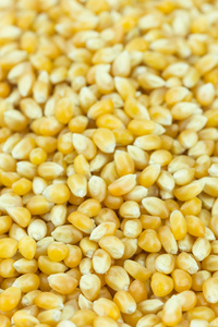 黄粒玉米
