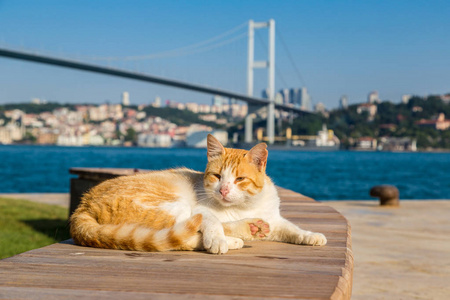 伊斯坦布尔的海峡猫和博斯普鲁斯海峡大桥