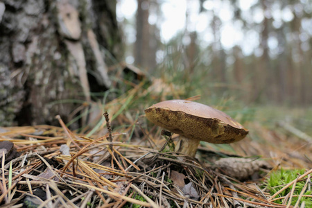 湾牛肝菌蘑菇生长在松树林图片