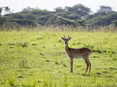 在乌干达的黑斑羚