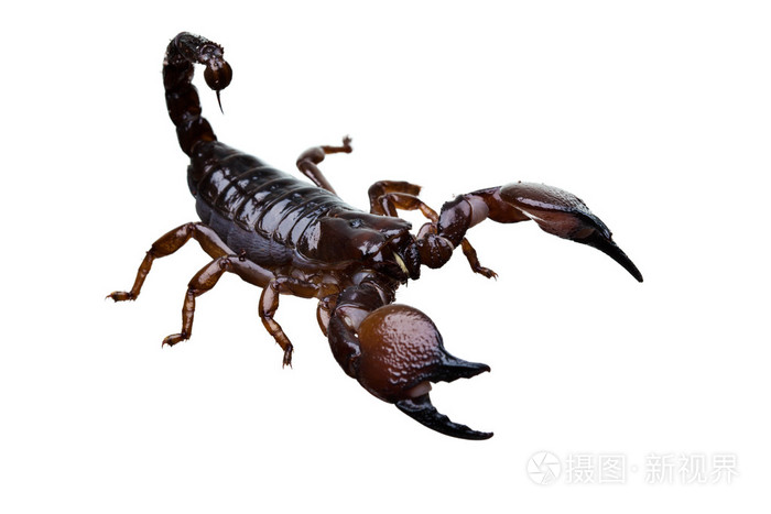蝎子