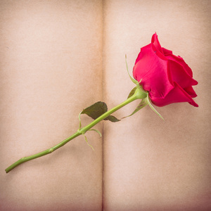 红色玫瑰花设计张空白的纸页上的